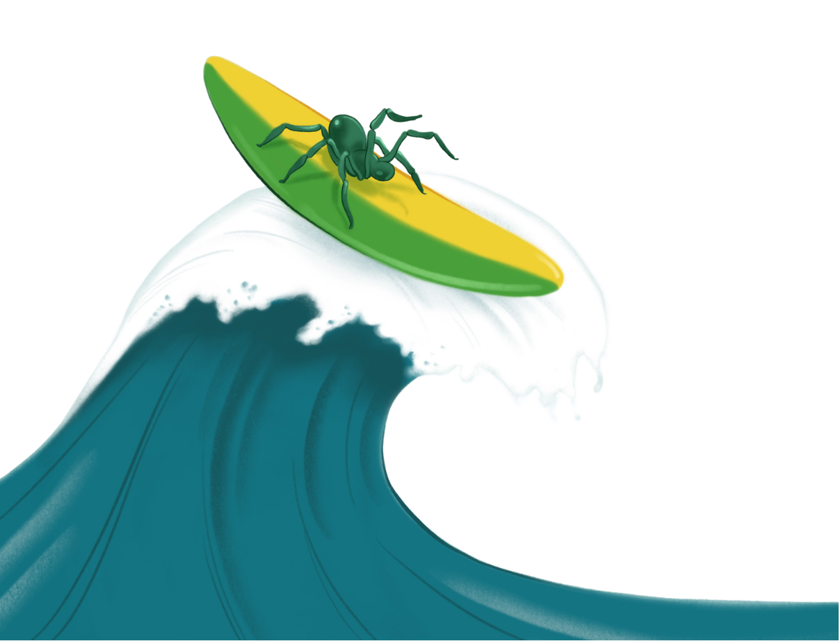 Spider surfing the web